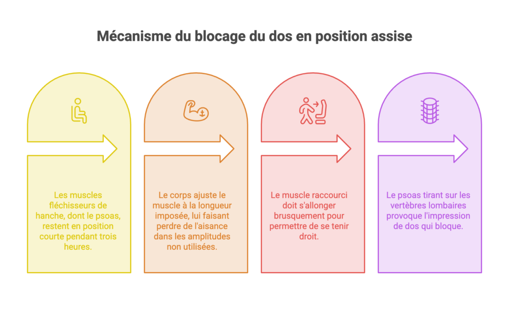 Schéma expliquant le blocage du dos assis : le psoas raccourci par la position assise finit par tirer sur les vertèbres lombaires