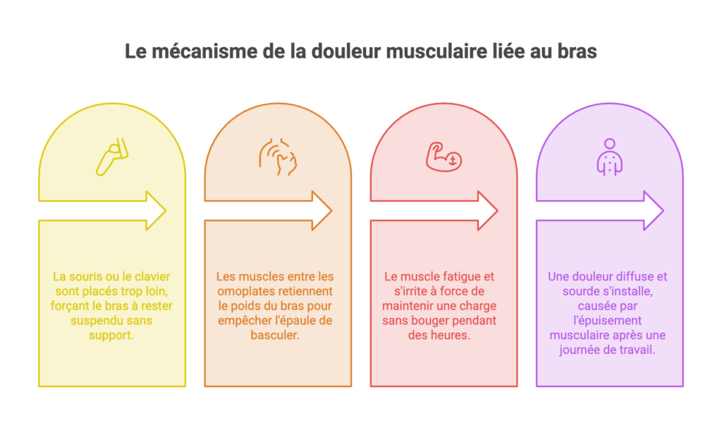 Enchaînement de la douleur entre les omoplates : périphériques trop éloignés, muscles qui retiennent le poids du bras, fatigue musculaire puis douleur sourde